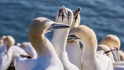 熊猫体育直播-塔图姆突破犀利绿军取胜在望，塔图姆进攻技巧分析