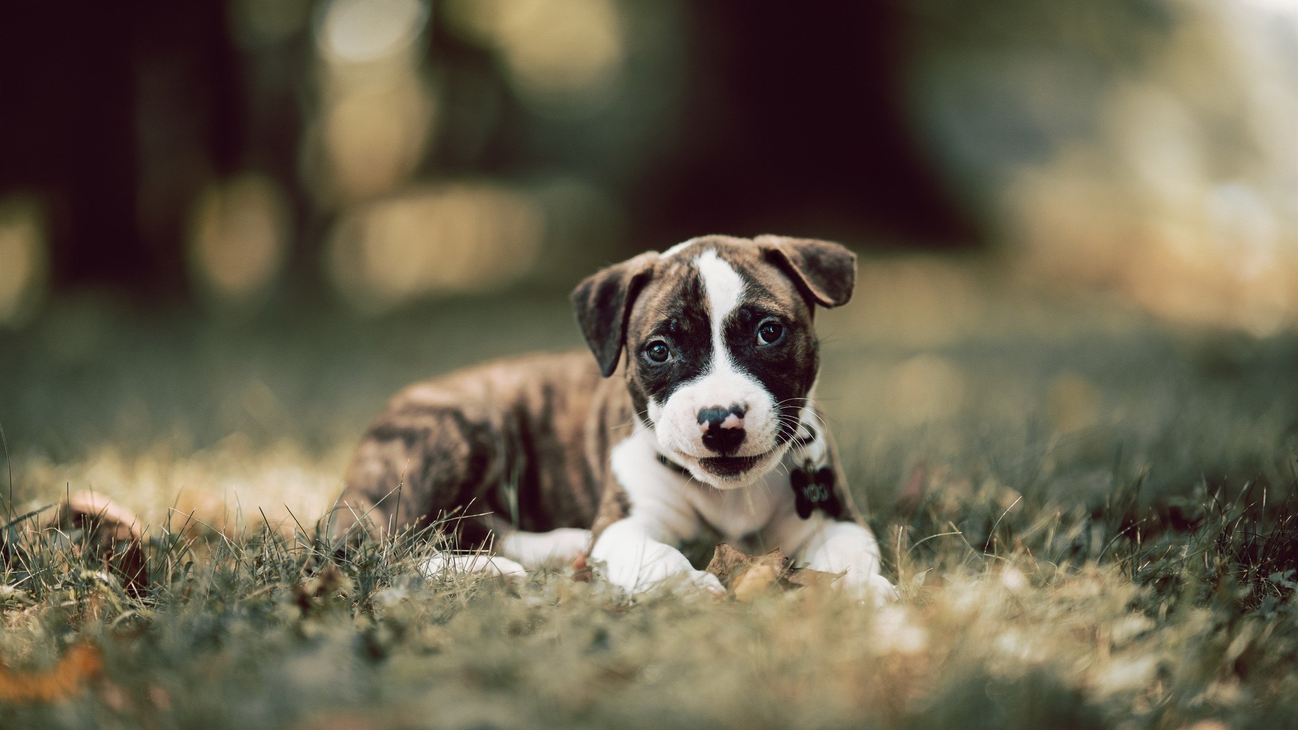 熊猫体育官方网站-冰雪奇缘：北极圈内的极光与极速竞速，冰雪奇缘寻找北极光