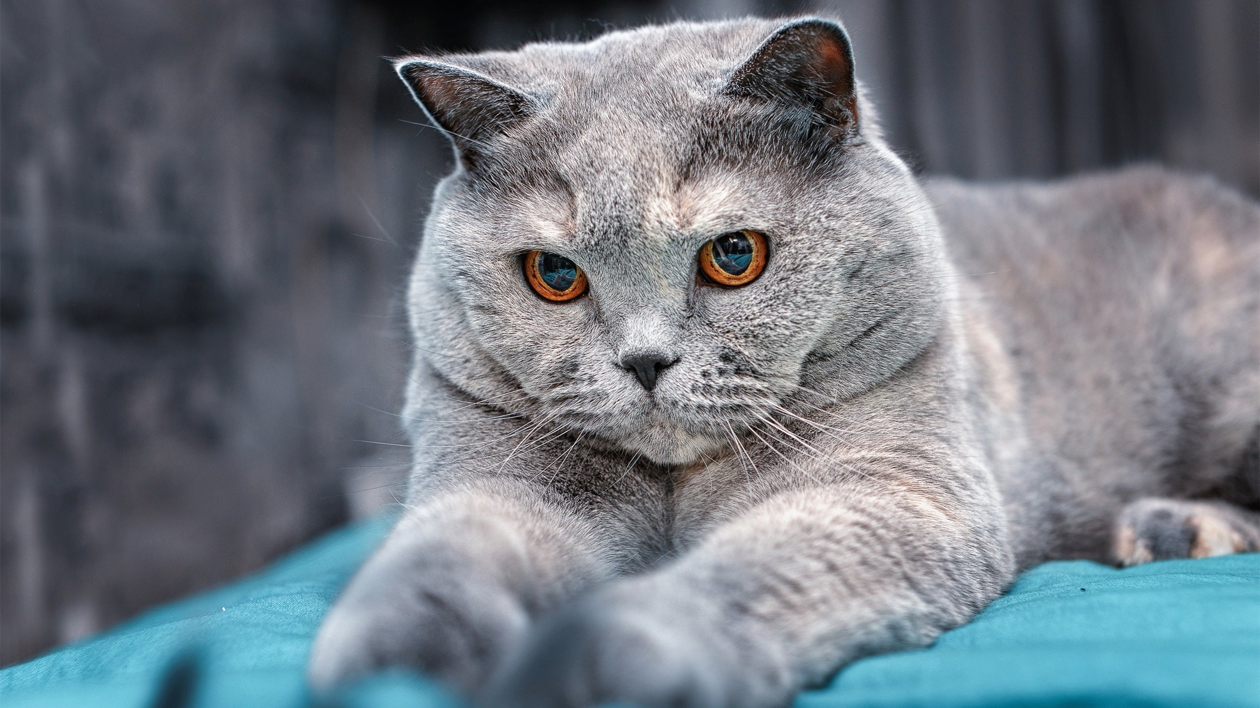 冰雪奇缘：北极圈内的极光与极速竞速，冰雪奇缘寻找北极光