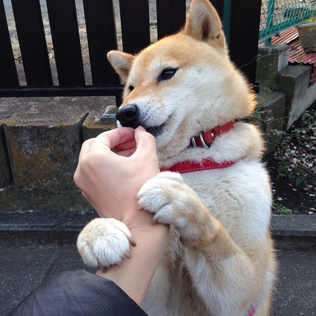 熊猫体育APP-皇家马德里夺得2024年欧洲冠军联赛冠军，皇家马德里欧洲冠军杯