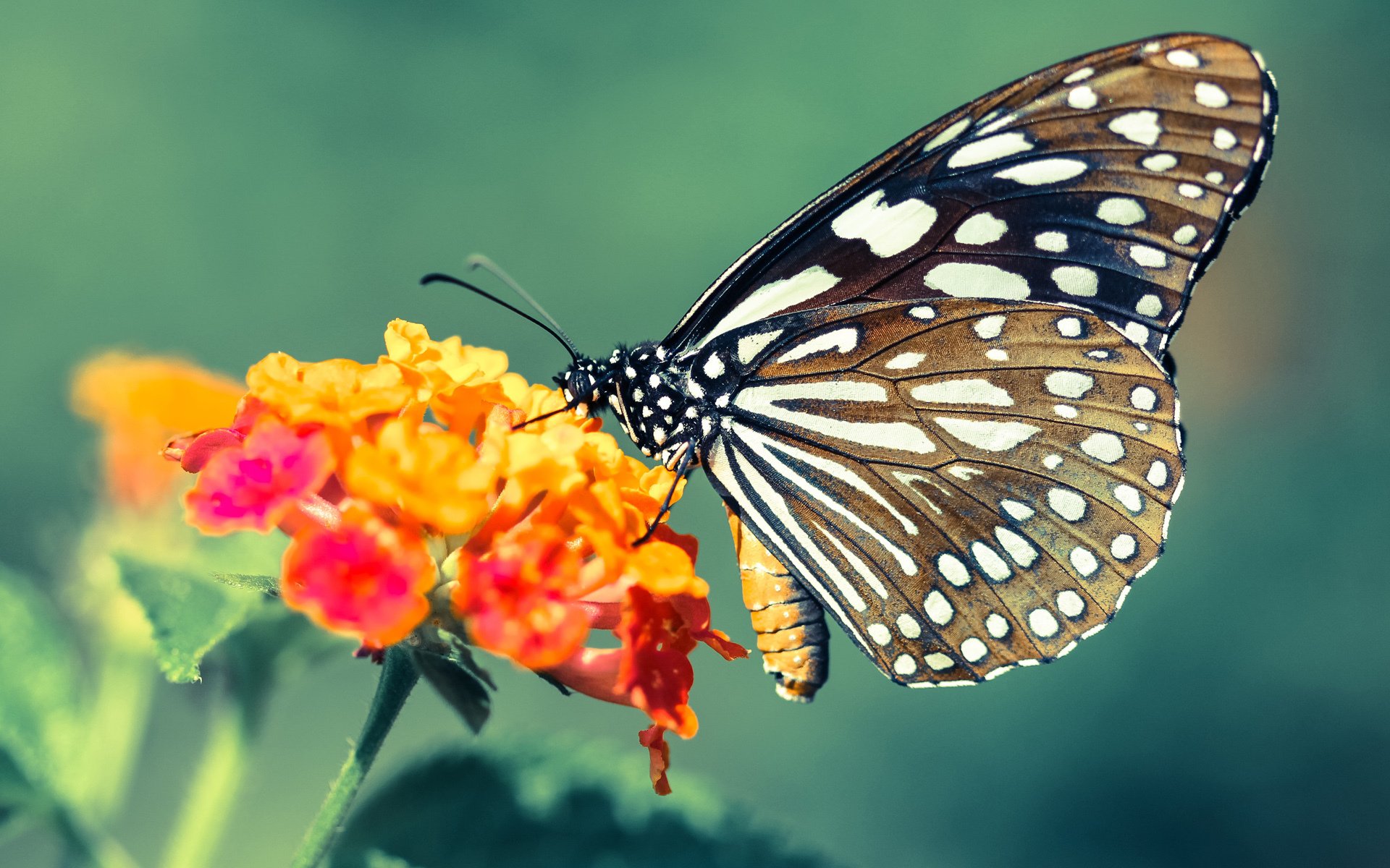 熊猫体育娱乐-意甲球队利用认知负荷测评调整训练任务密度