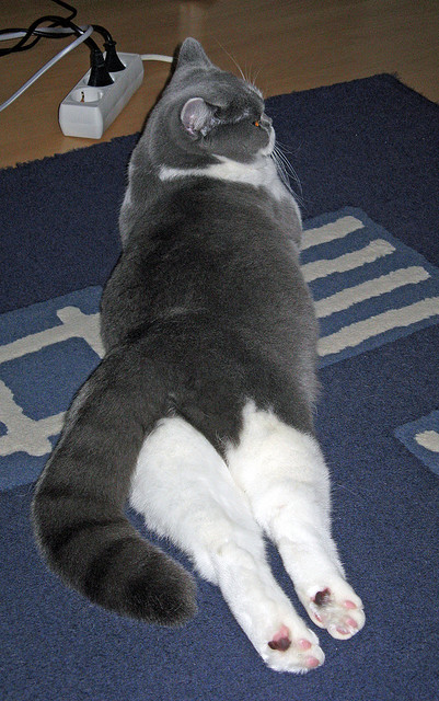 熊猫体育APP-印度乒乓赛制的关键节点与未来走势，印度乒乓球员