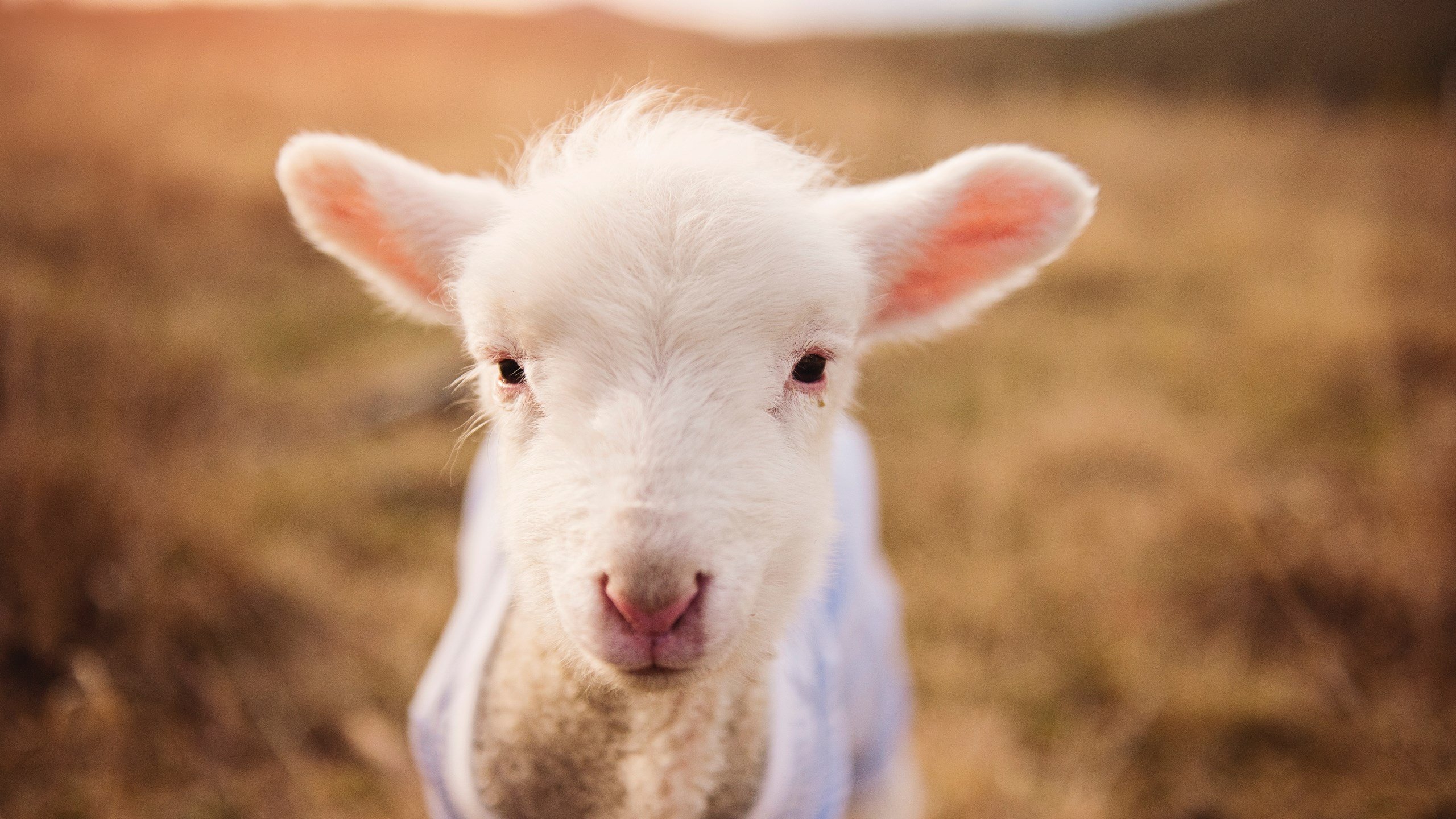 熊猫体育app-决胜节绝杀上演，经典瞬间定格赛史，决胜现场