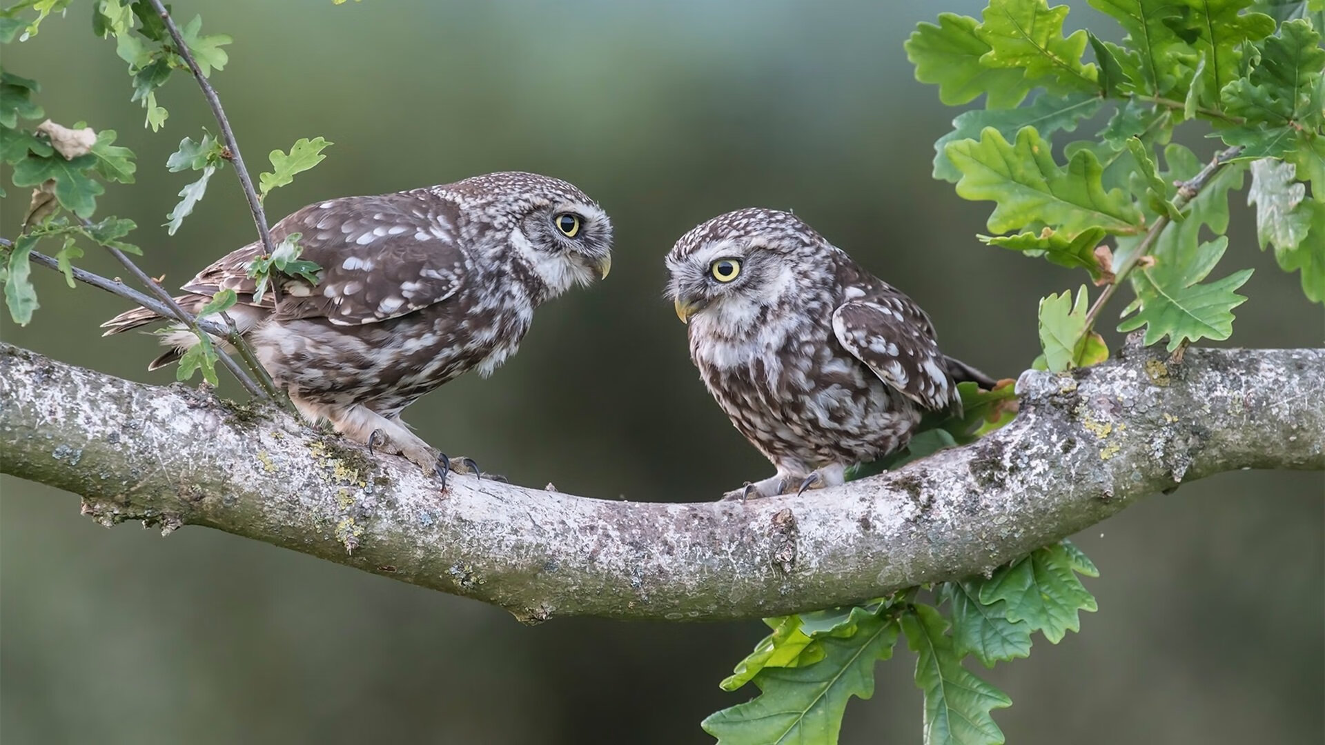 熊猫体育网页版-女篮国家队强化篮板球争夺提升攻防转换，国家女子蓝球队