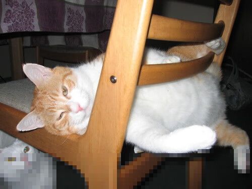 皮特·卡普尔成为袋鼠队锋线攻击的主要武器,卡尔皮纳袋鼠