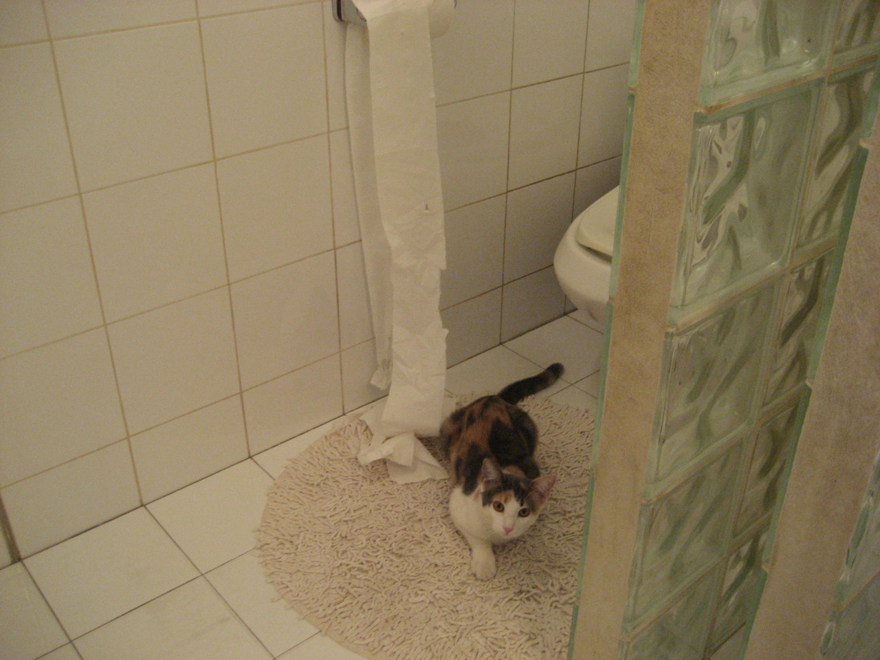 熊猫体育在线-荷兰女将仰泳节奏精准衔接，世界女游泳运动员名将荷兰